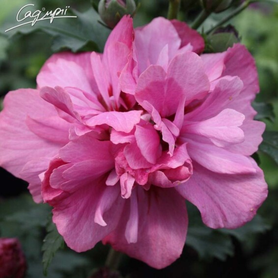 Гібіскус сірійський 'Duc de Brabant' - 2