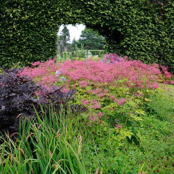 Лабазник в'язолистий 'Kahome' - 6