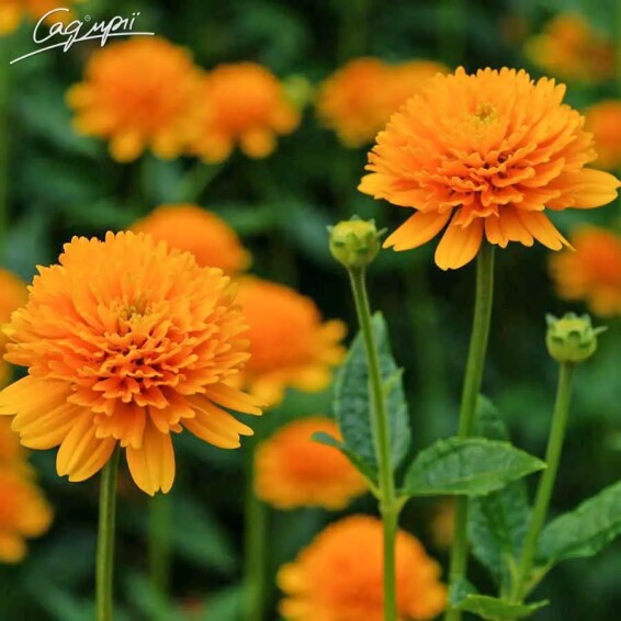 Геліопсис соняшниковидний ‘Asahi' - 2