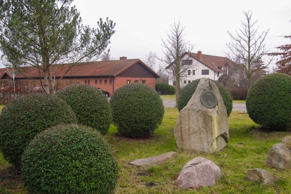 Бирючина звичайна 'Atrovirens', формов. куля #1, WRB 150*100*100 - 1