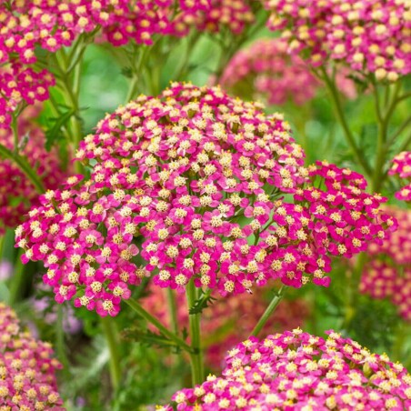 Деревій «Lightning Pink» - чарівна веселка в Вашому саду