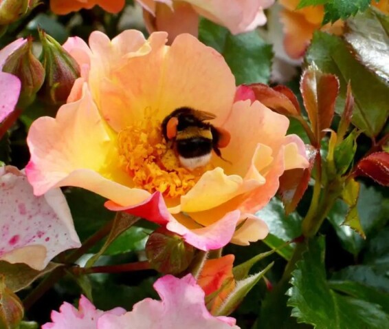 Роза 'Bee Proud'® - 4