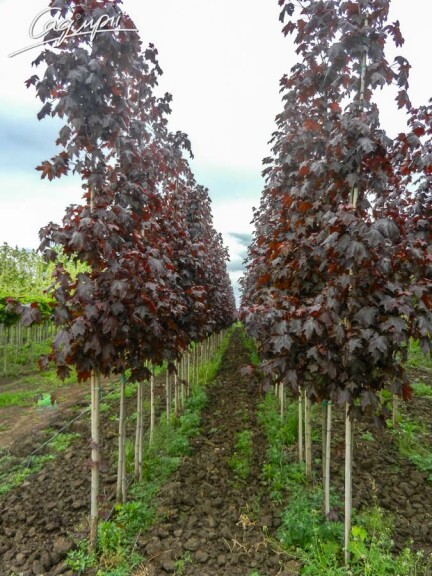 Клен платановидный 'Royal Red' #3, С31.5 8--10 250-300 St. 1/2 - 7