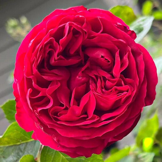 Троянда англійська паркова 'Red Eden' - 5 Троянда англійська паркова 'Red Eden' - 5