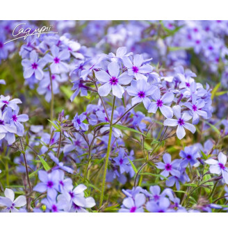 Флокс розчепірений