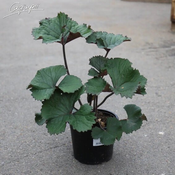 Язичник зубчастий 'Twilight' - 8