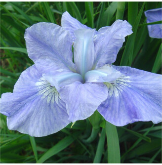 Ирис сибирский 'Dear Delight'