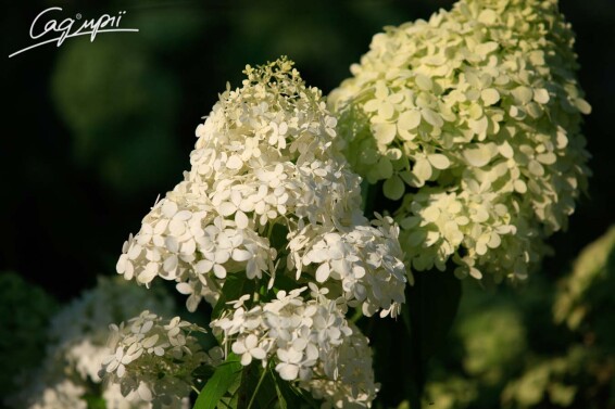 Гортензія волотиста 'Phantom' - 1 Гортензія волотиста 'Phantom' - 1