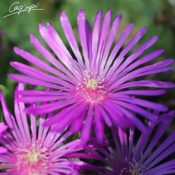 Делосперма Купера - 1