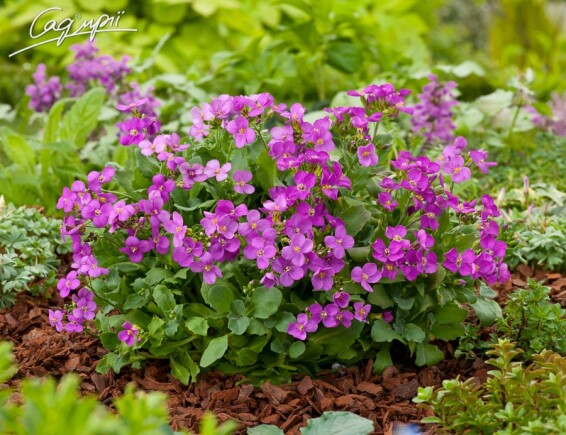 Арабис кавказский 'Little Treasure White' - 5 Арабис кавказский 'Little Treasure White' - 5