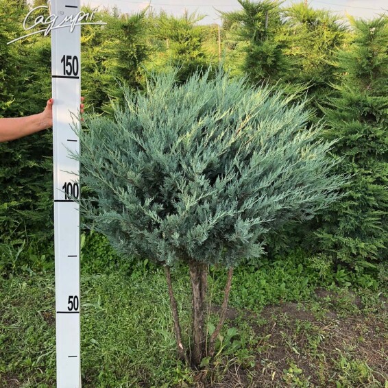 Ялівець скельний 'Moonglow' - 6