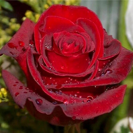 Троянда чайно-гібридна 'Explorer' - 1