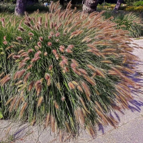 Пенісетум лисохвостий 'Viridescens' - 1