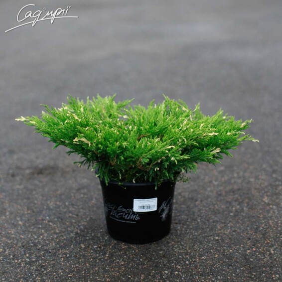 Можжевельник горизонтальный 'Andorra Variegata' - 8