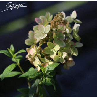 Гортензія волотиста 'Pastelgreen'®