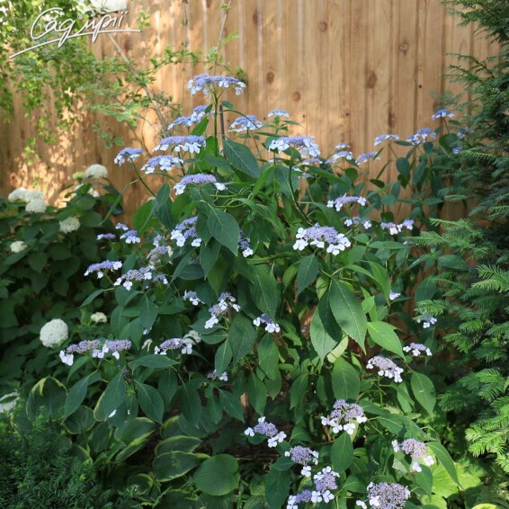 Гортензия крупнолистная 'Bluebird' - 5