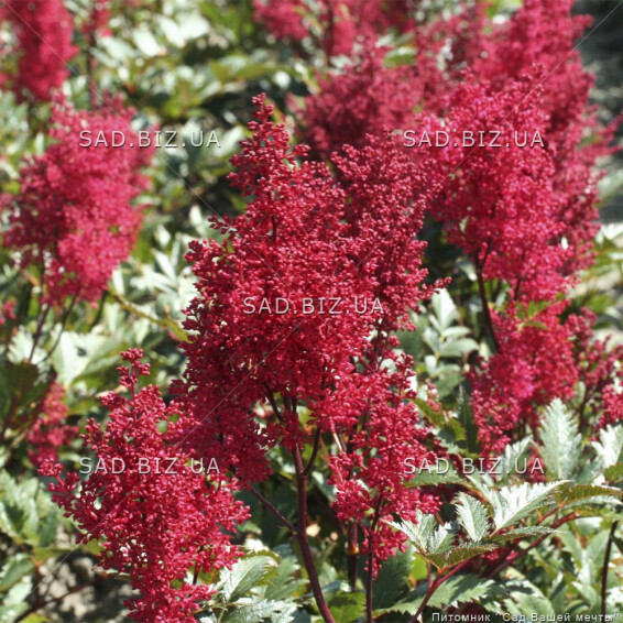 Астільба Арендса 'Etna' - 2 Астільба Арендса 'Etna' - 2