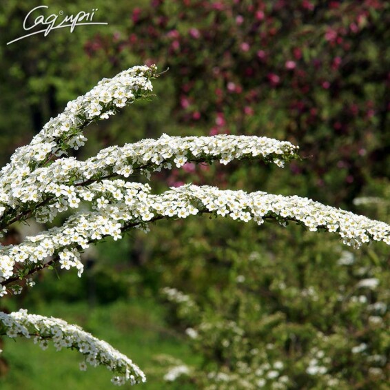 Спірея ніппонська 'White Carpet' - 1 Спірея ніппонська 'White Carpet' - 1