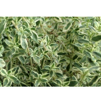 Чебрець цитриновий 'Silver Queen'