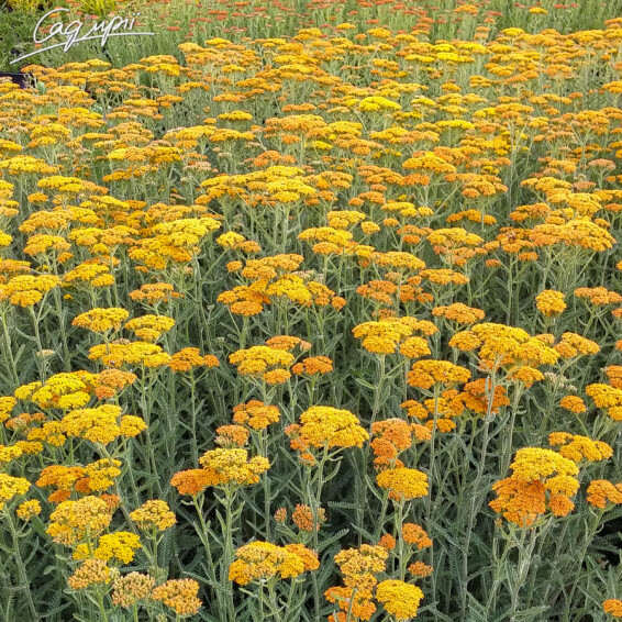 Тысячелистник гибридный 'Terracotta', p9 - - 3