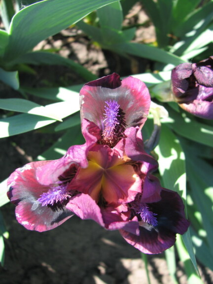 Ирис карликовый 'Pumpin' Iron' - 1