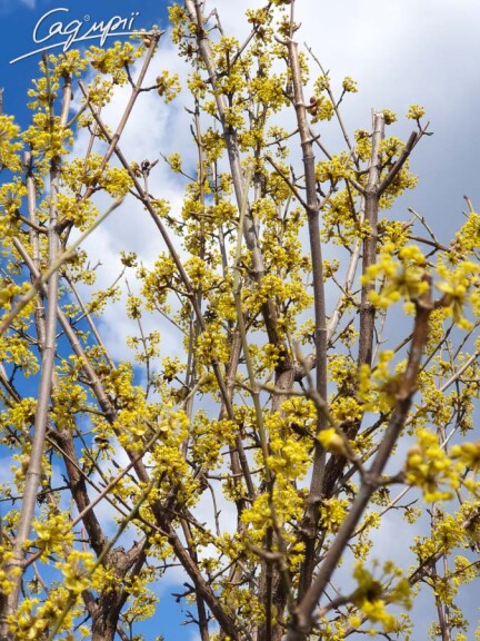 Кізіль звичайний - 7 Кізіль звичайний - 7