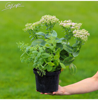 Очиток видний 'Brilliant'