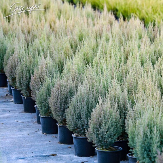 Ялівець китайський 'Stricta' #1, C3 30-40 - 8