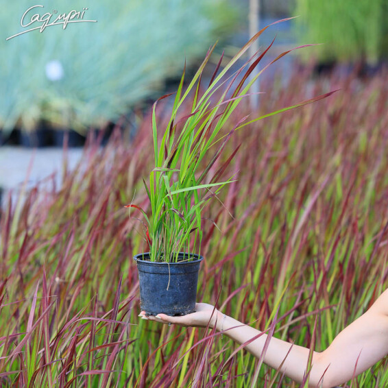 Императа цилиндрическая 'Red Baron' - 9