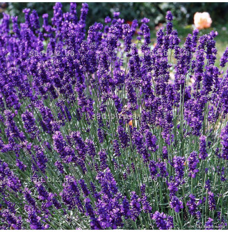 Лаванда вузьколиста 'Dwarf Blue'