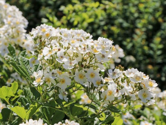 Роза многоцветковая - 8 Роза многоцветковая - 8