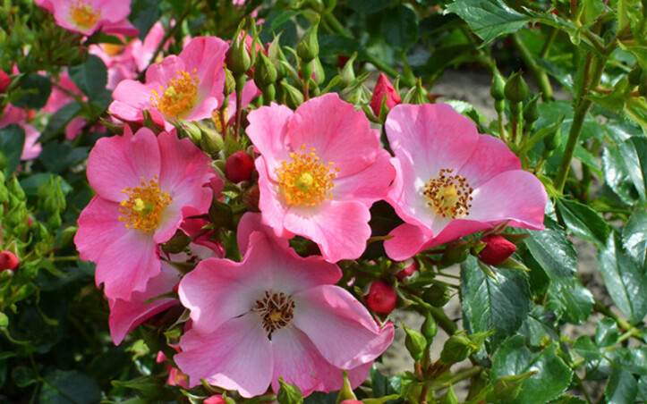 Квіти для серця: бордюрні троянди серії “Bee”