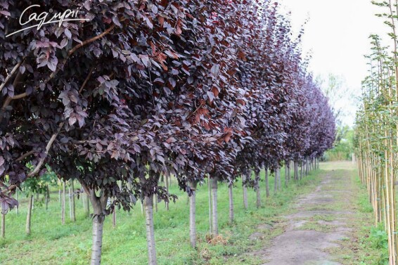 Слива розчепірена 'Pissardii' #23, WRB 20--25 500-600 St. 220-230 - 4