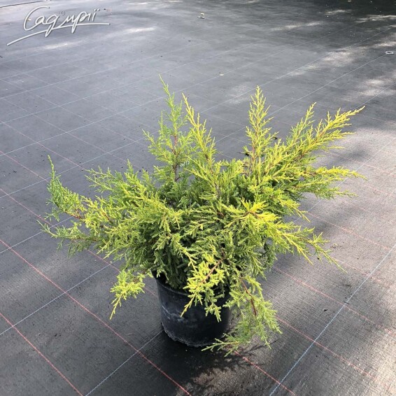 Можжевельник средний 'Gold Kissen' - 3