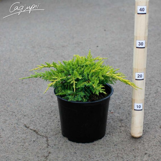 Можжевельник средний 'Daub's Frosted' - 2