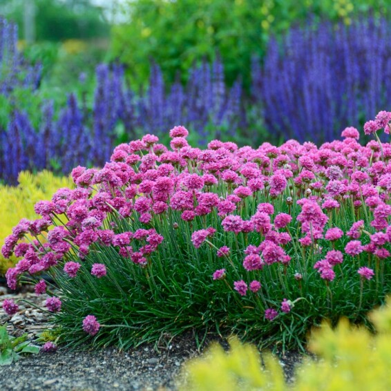 Армерія приморська - 1