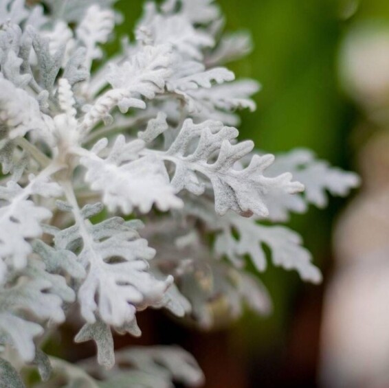Цинерарія приморська 'Candicans' - 4 Цинерарія приморська 'Candicans' - 4