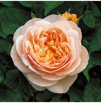 Роза чайно-гибридная 'Juliet'