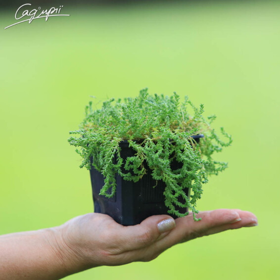 Очиток едкий 'Aureum' #1, p9 - - 1 Очиток едкий 'Aureum' #1, p9 - - 1