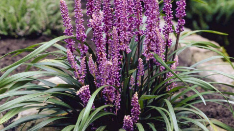 Ліріопе - правильний вибір для клумби у тіні