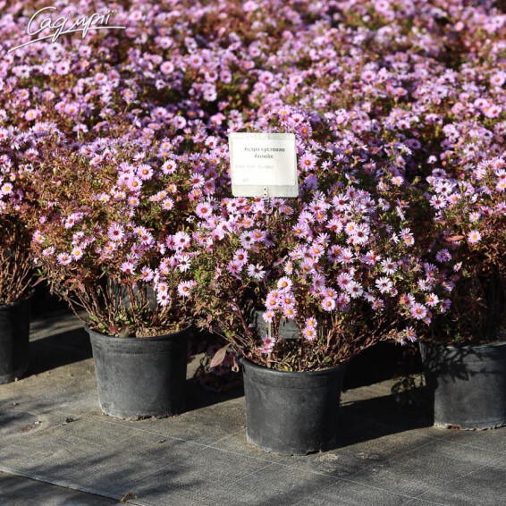 Астра кустарниковая 'Anneke' #1, p9 - - 1