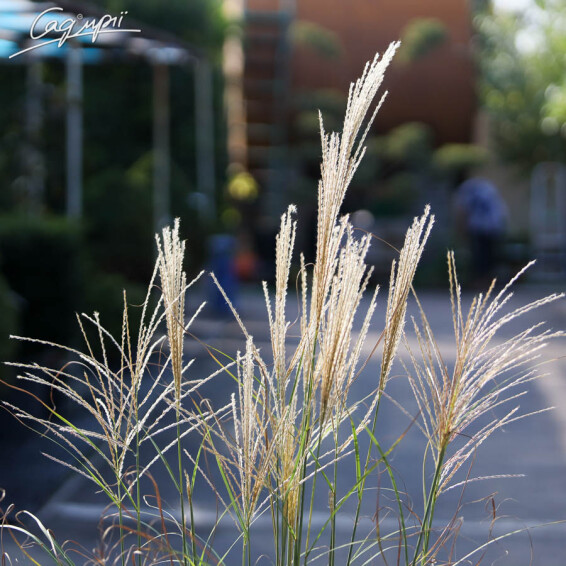 Мискантус китайский 'Gracillimus' - 4