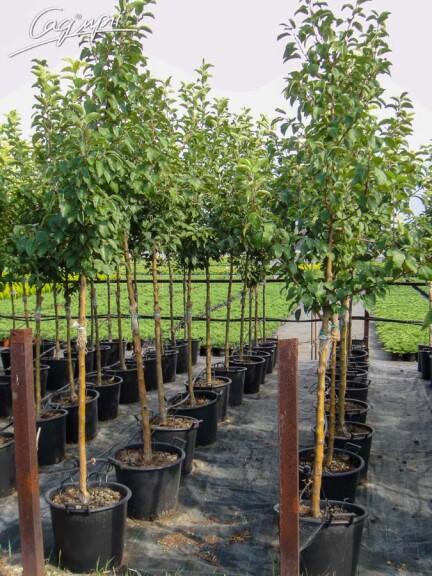 Яблоня 'Profusion' - 7