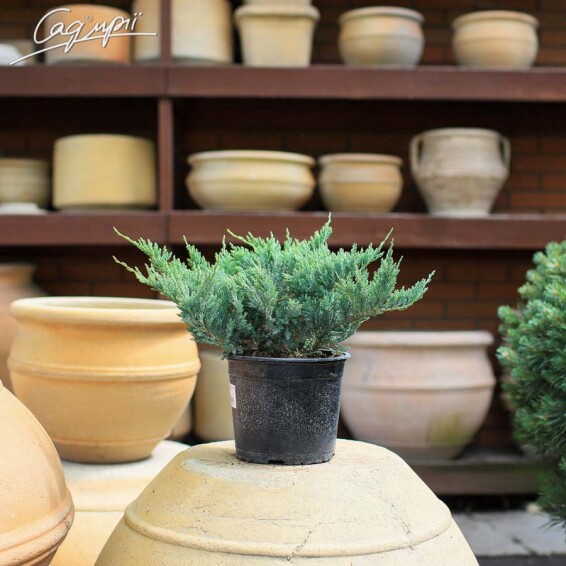 Можжевельник горизонтальный 'Blue Chip' #2, C3 - - - - 5