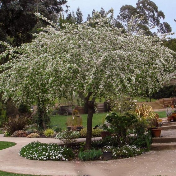 Яблуня 'Red Jade' - 1 Яблуня 'Red Jade' - 1