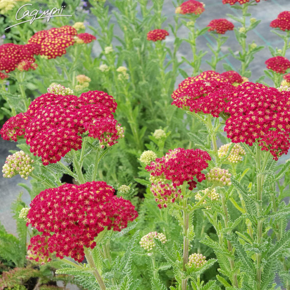 Тысячелистник гибридный 'Tutti-Frutti Pomegranate', p9 - - 3 Тысячелистник гибридный 'Tutti-Frutti Pomegranate', p9 - - 3