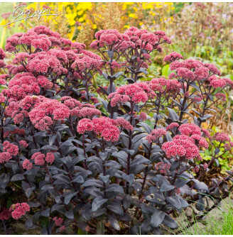 Очиток гібридний 'Jose Aubergine' ®