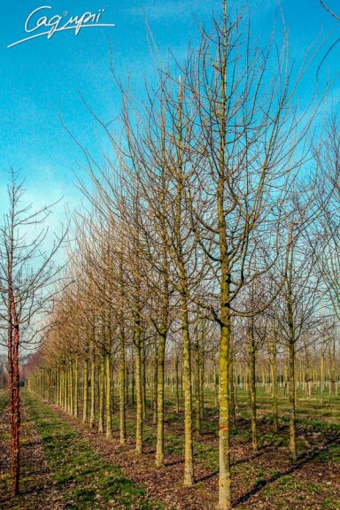 Клен польовий 'Red Shine' #2, WRB 10--12 400-450 St. 180-200 - 1