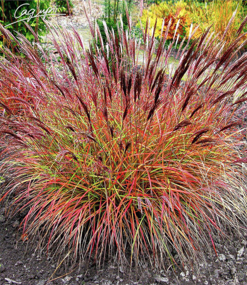 Міскантус китайський 'Red Chief' - 1
