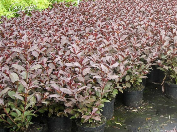 Вейгела квітуча 'Alexandra®' - 4